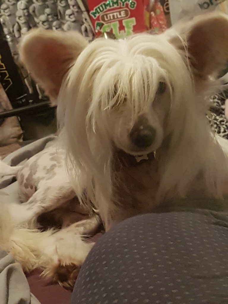 chinese crested gumtree